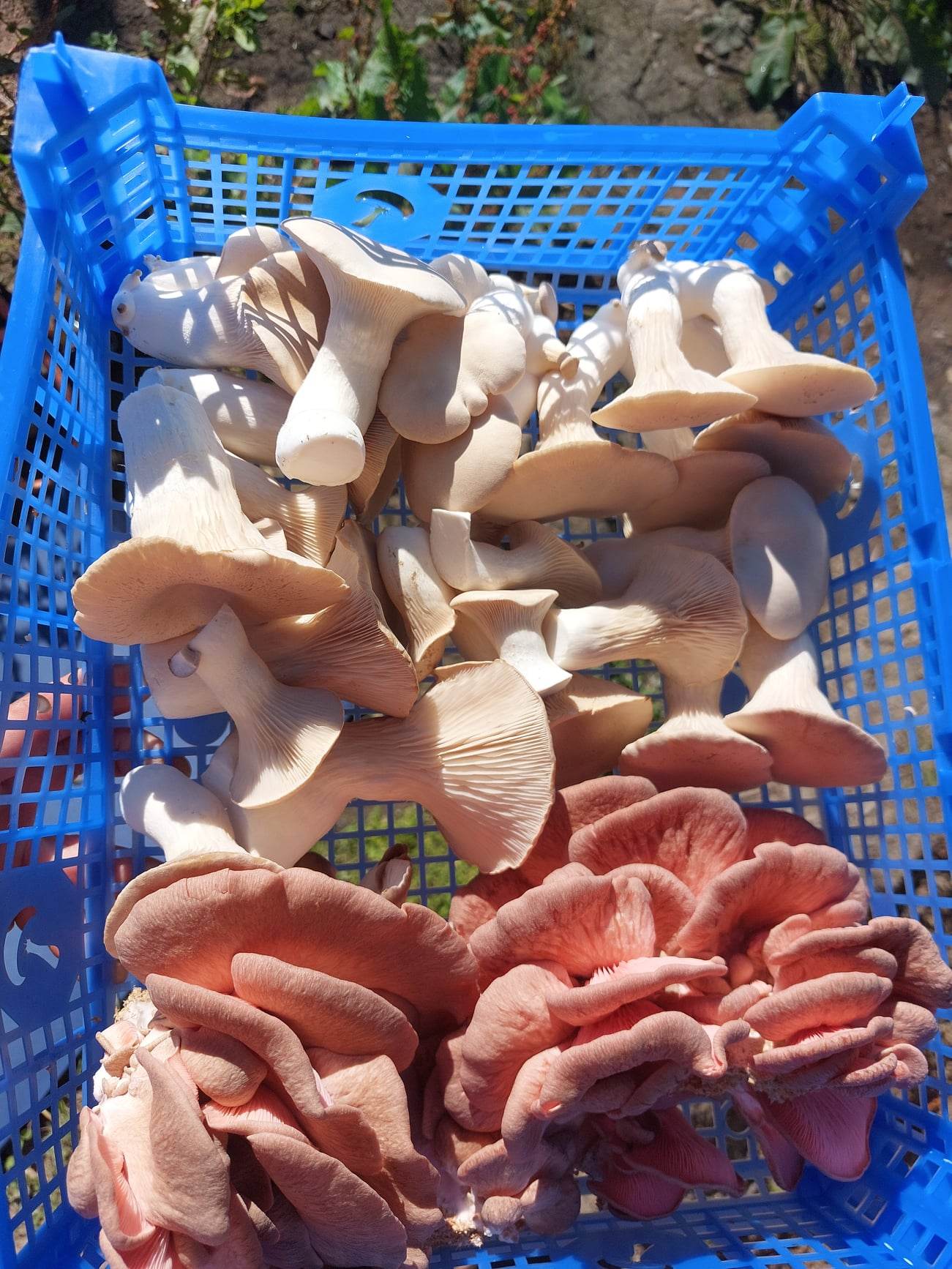 Moreish Mushrooms: Supplements, Tinctures & Grow Kits | Cornwall, UK