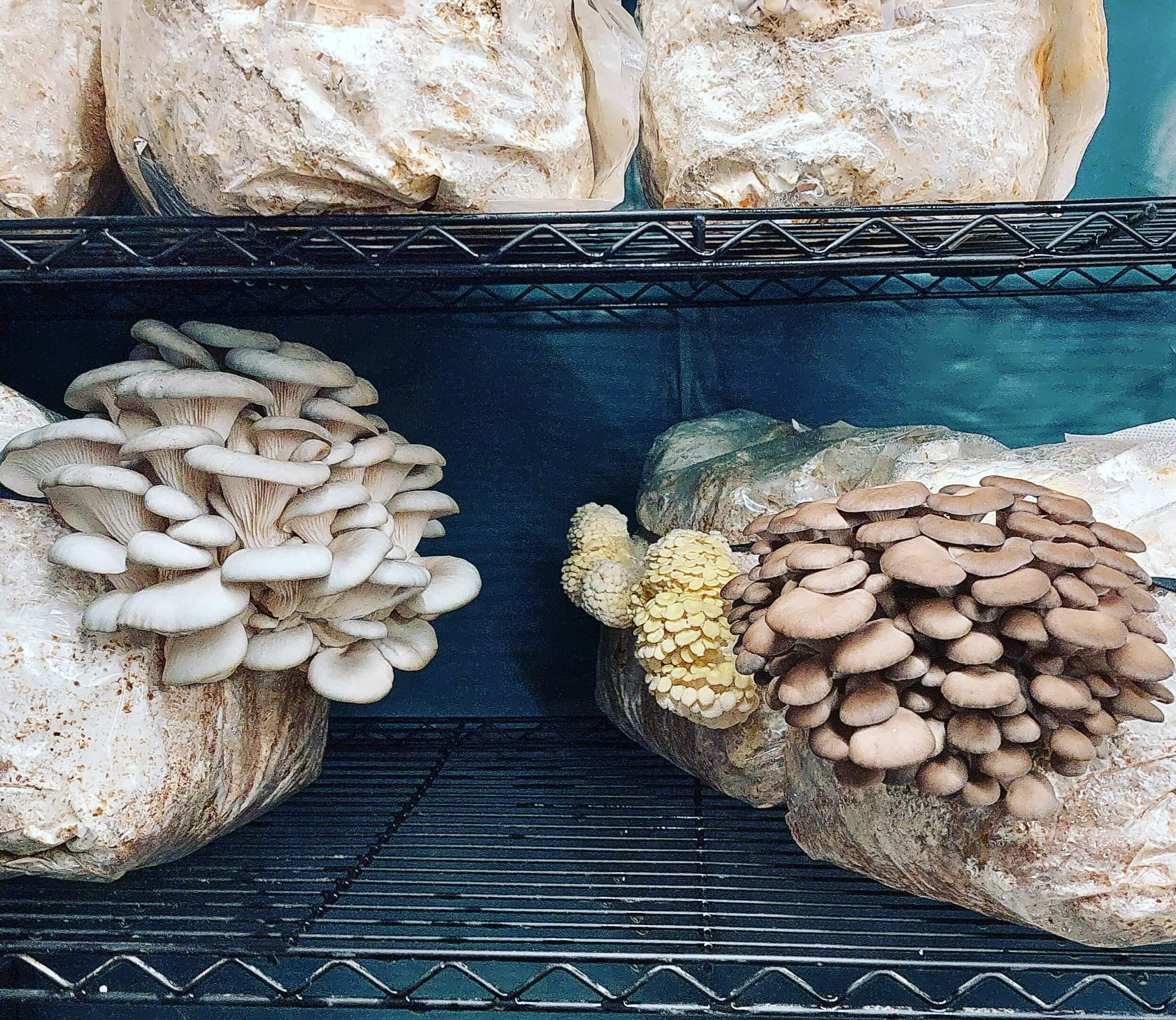 Moreish Mushrooms: Supplements, Tinctures & Grow Kits | Cornwall, UK