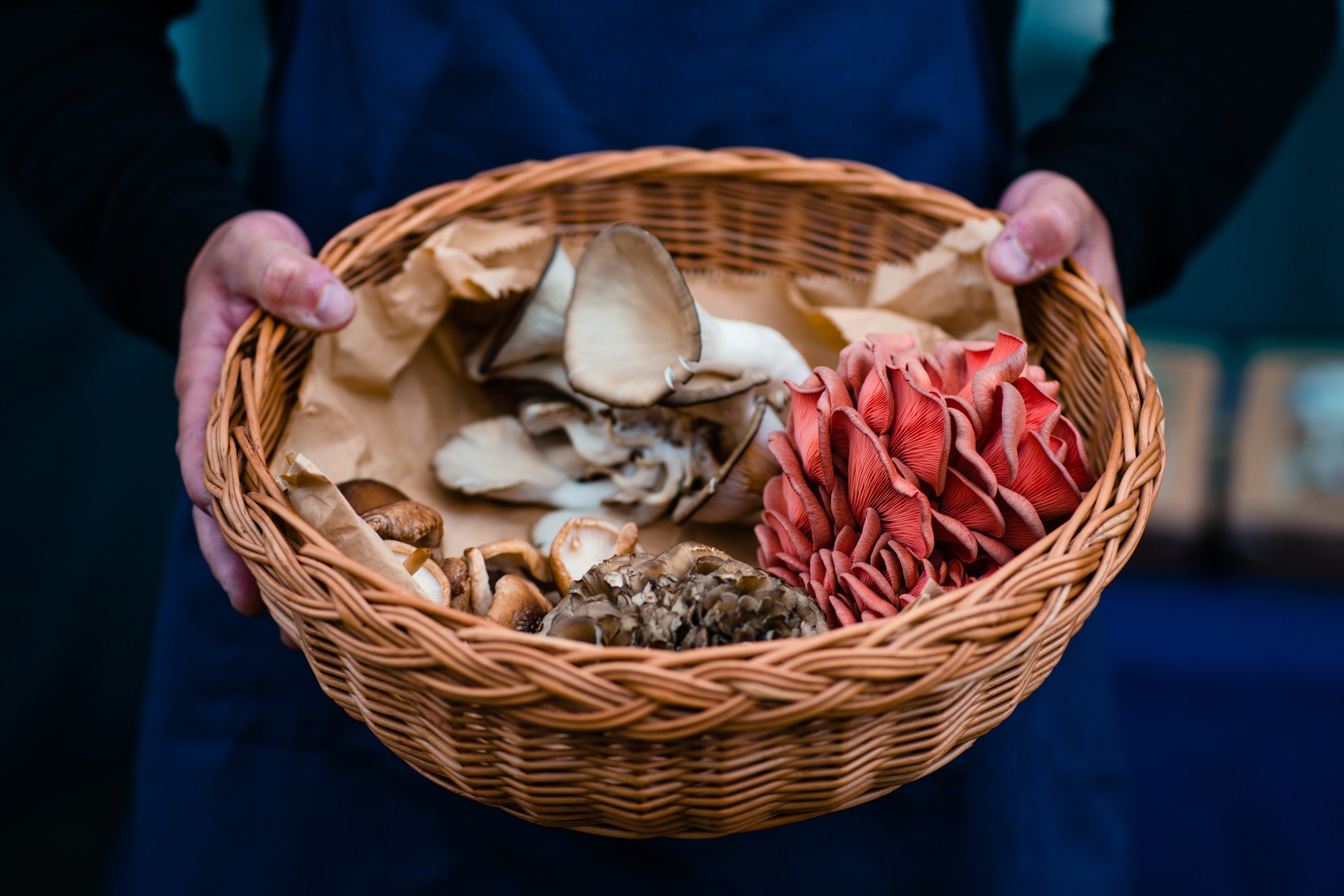 Moreish Mushrooms: Supplements, Tinctures & Grow Kits | Cornwall, UK