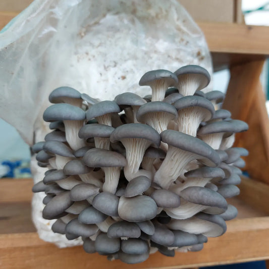 Grey Oyster Mushroom Grow Kit